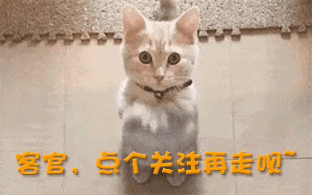 开云官网首页-卷巨额遗产出逃英国，给杨振宁戴绿帽子，翁帆身上的谣言有多离谱